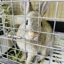 超ホヤホヤ最新画像☆まるむちがたまらん♥️ネザーランドドワーフ(チェスナット)