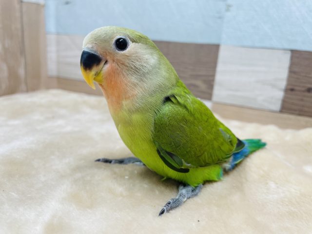 手乗りです☆コザクラインコのノーマルカラー！