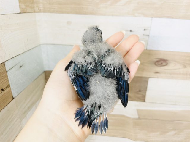 サザナミインコ