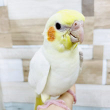 ご飯食べたよね…？？オカメインコヒナ(ルチノー)