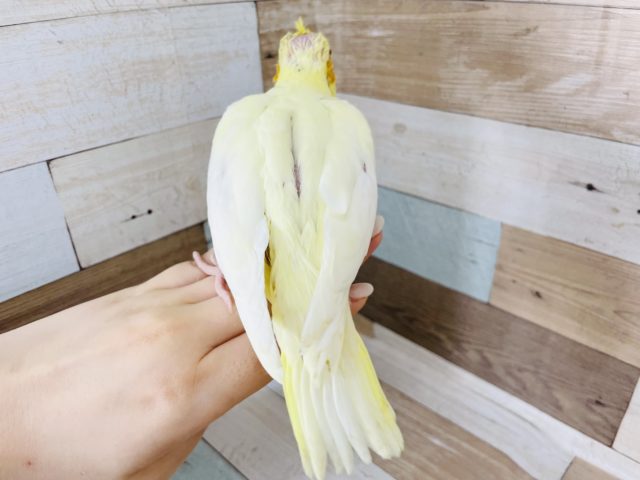 オカメインコ