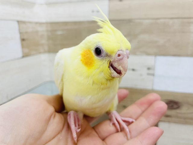 オカメインコ