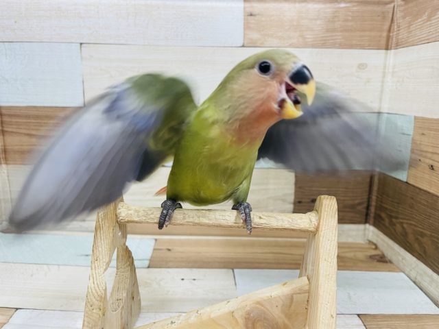 コザクラインコ（小桜インコ）