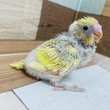 うっとりしちゃう可愛さっ♡パステルレインボーパイド！！