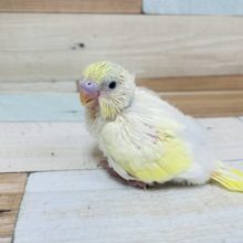 もふもふ！！パステルレインボーハルクイン♪