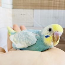 やってきました〜♪セキセイインコヒナ(パステルレインボースパングル)
