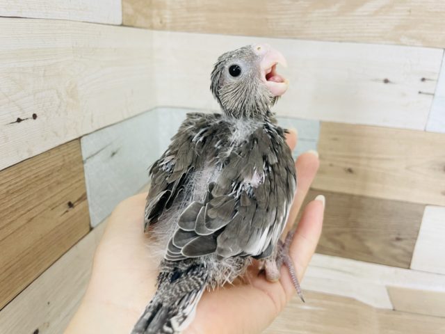 オカメインコ