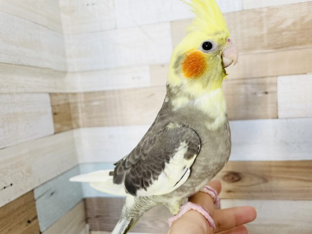 オカメインコ