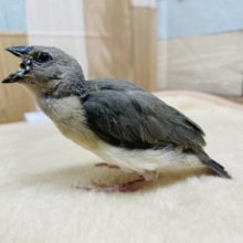 激レア！！食いしん坊なコキンチョウのヒナ（ブルー）やってきました♪