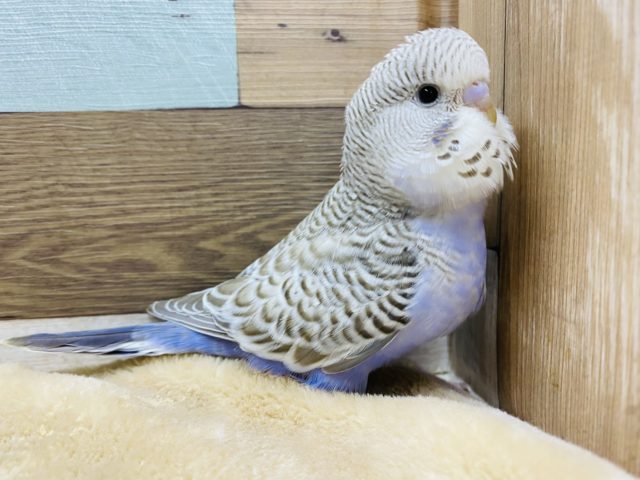 淡いカラーがステキ♪まん丸な目のジャンボセキセイインコ