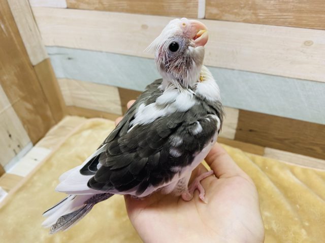 オカメインコ