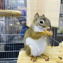 動画有り☆超久しぶりの入荷です！！　アメリカアカリスがやってきました♪