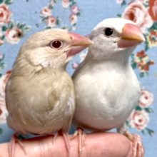 文鳥ちゃん達   シナモン・白  ( ･θ･) 11/28