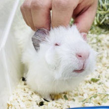 超ホヤホヤ最新画像♪なでなでされると目が……真っ白クルクルな巻き毛モルモットさん！