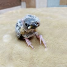 ベタ馴れの予感☆シルバー文鳥のヒナ！
