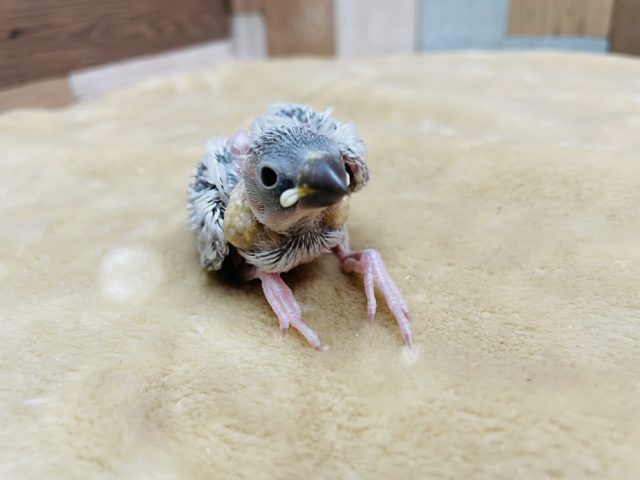 ベタ馴れの予感☆シルバー文鳥のヒナ！