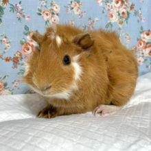 アビシニアンモルモット 男の子 11/16