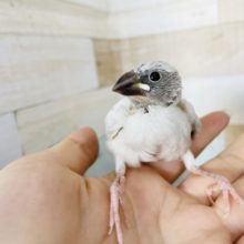 超ホヤホヤ最新画像♪はげちゃびん三羽衆☆シルバー文鳥〜！