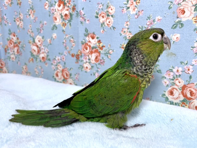 イワウロコインコ