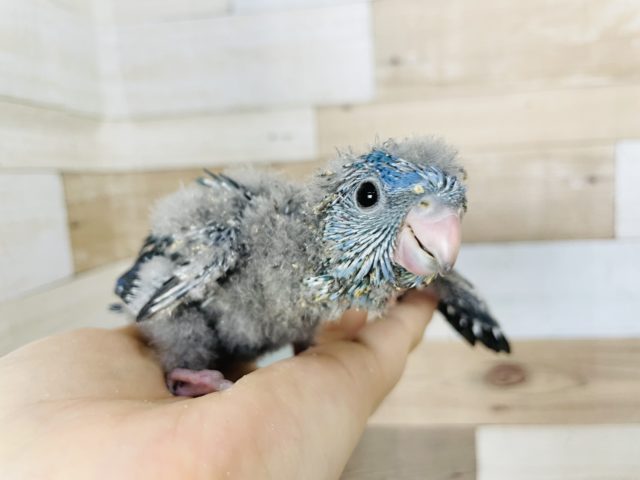 サザナミインコ