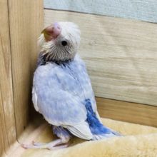 人気カラー！！セキセイインコライラック