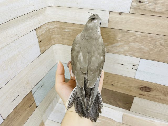 オカメインコ