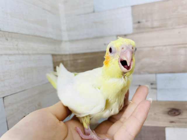 オカメインコ