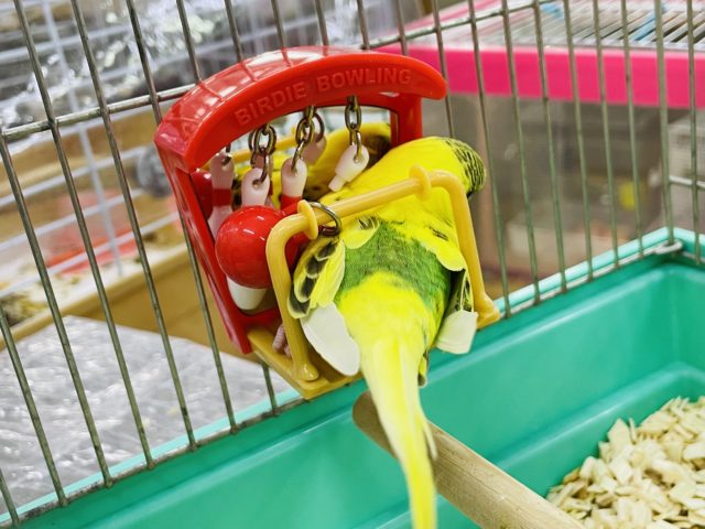 セキセイインコ