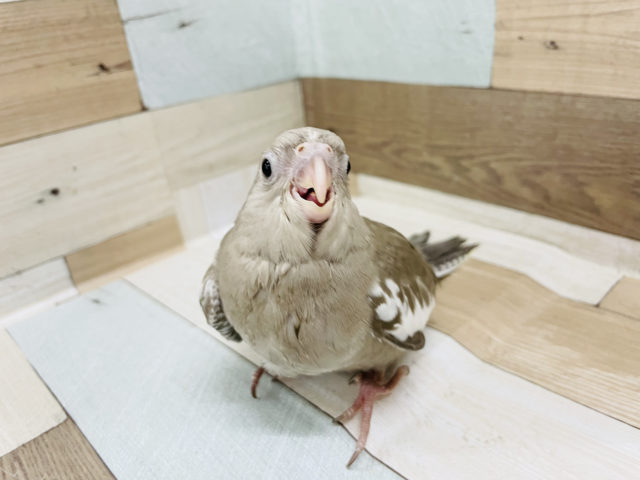 オカメインコ