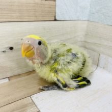 わた毛の塊天使？コザクラインコヒナ(タイガーチェリー)