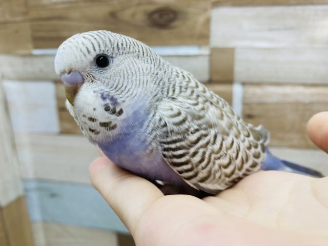 ジャンボセキセイインコ