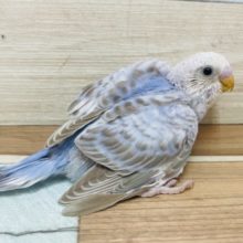 珍しいカラー♪シナモンオパーリン！！