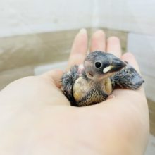 はげちゃびん三羽衆☆桜文鳥ヒナ〜！