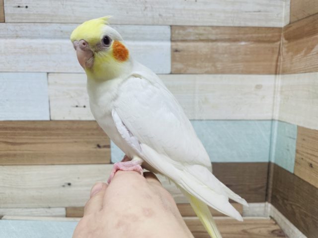 オカメインコ