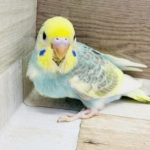 超ホヤホヤ最新画像♪ちょっ…可愛さ満点★セキセイインコヒナ(パステルレインボーパイド)