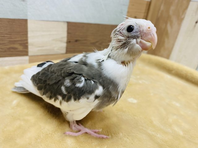 モリモリご飯食べるよ〜食いしん坊オカメインコ！ホワイトフェイスパイド