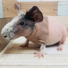 プイプイ鳴き声がたまらない♡スキニーギニアピッグ！！