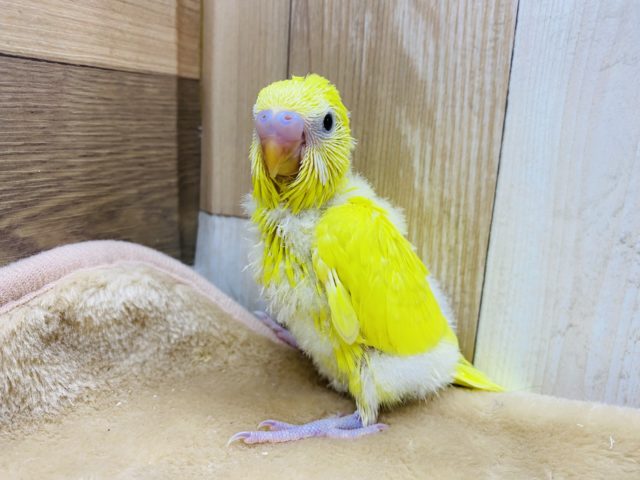 鮮やかなイエローカラー☆ダブルファクターセキセイインコ