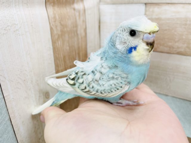 羽衣セキセイインコ