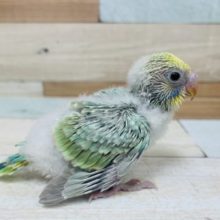 緑が際立つ！パステルカラーレインボー！