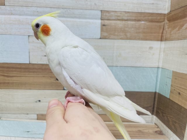 オレンジほっぺが可愛い♡オカメインコルチノーカラー！！