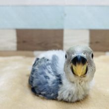 落ち着いたカラーのインコさん！コザクラインコのヒナのバイオレットオパーリンカラー！