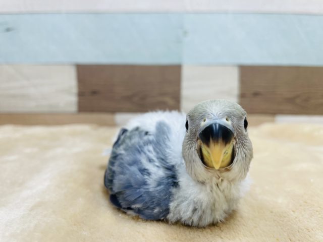 落ち着いたカラーのインコさん！コザクラインコのヒナのバイオレットオパーリンカラー！