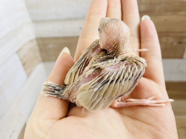 シナモン文鳥