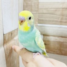 エメラルドグリーンがステキ✨セキセイインコヒナ(パステルレインボー)