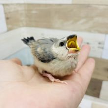 超ホヤホヤ最新画像♪人気度が止まりません☆桜文鳥ヒナ！