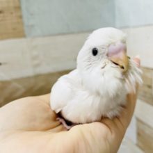 真っ白の天使♡セキセイインコヒナ(ダブルファクター)