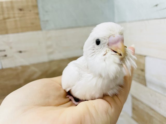 真っ白の天使♡セキセイインコヒナ(ダブルファクター)