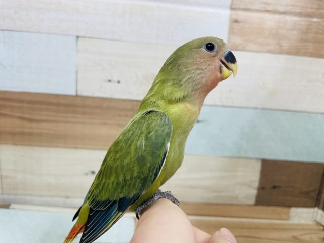 コザクラインコ（小桜インコ）