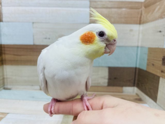 オレンジほっぺが可愛い♡オカメインコルチノーカラー！！